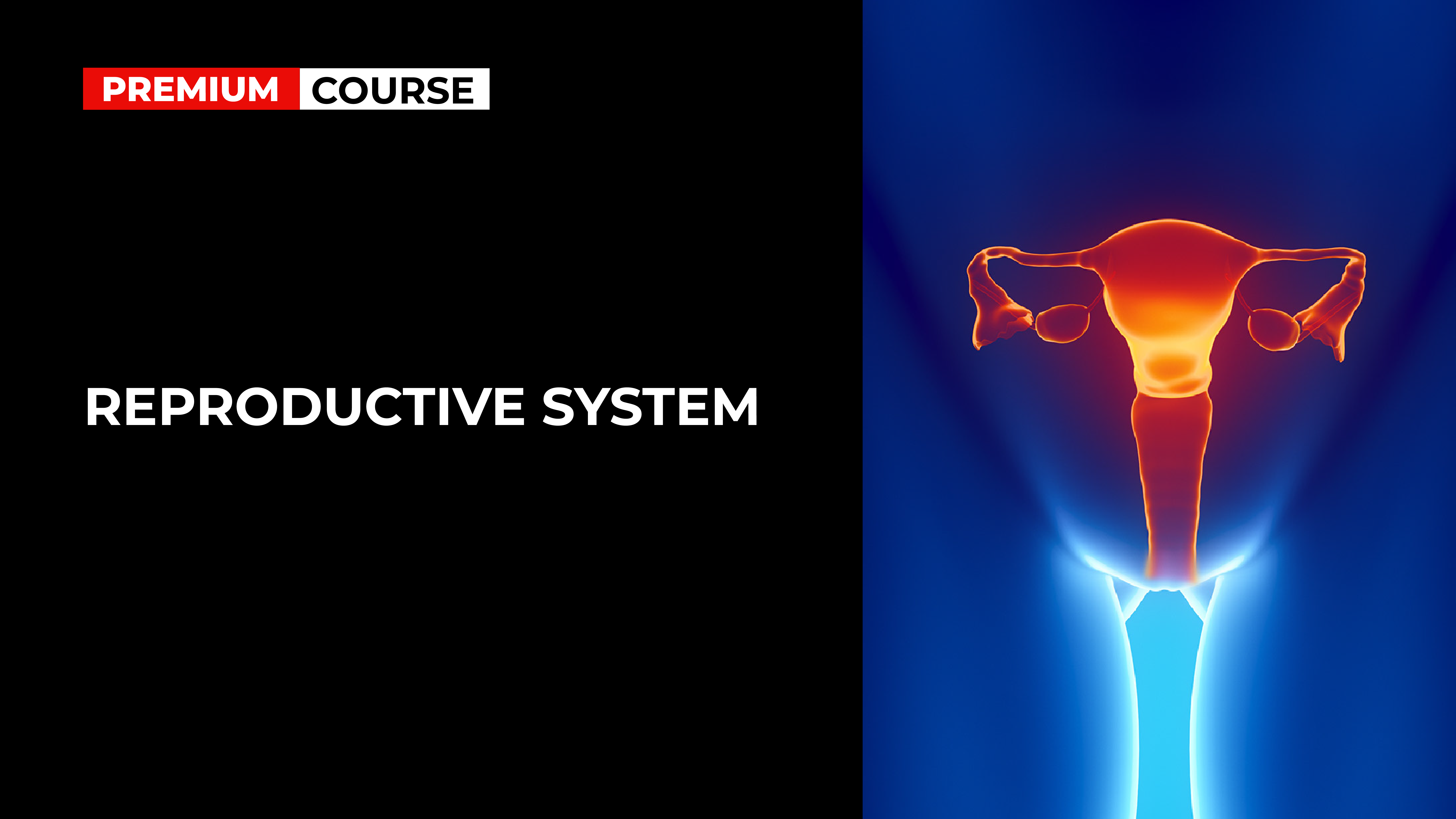 reproductive-system-drbeen